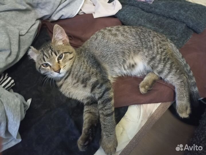 Котенок ищет дом