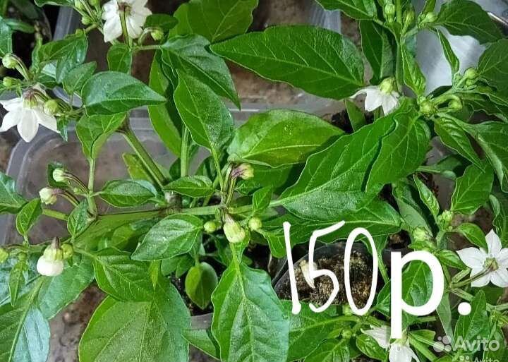 Перец Острый - Огненный Букет