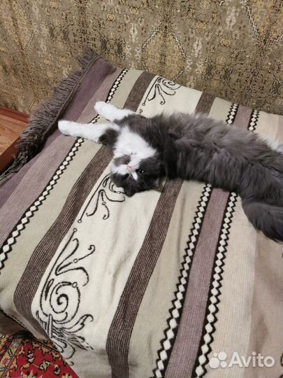 Коты в добрые руки