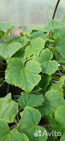 Рассада огурцов