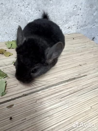 Шиншиллы