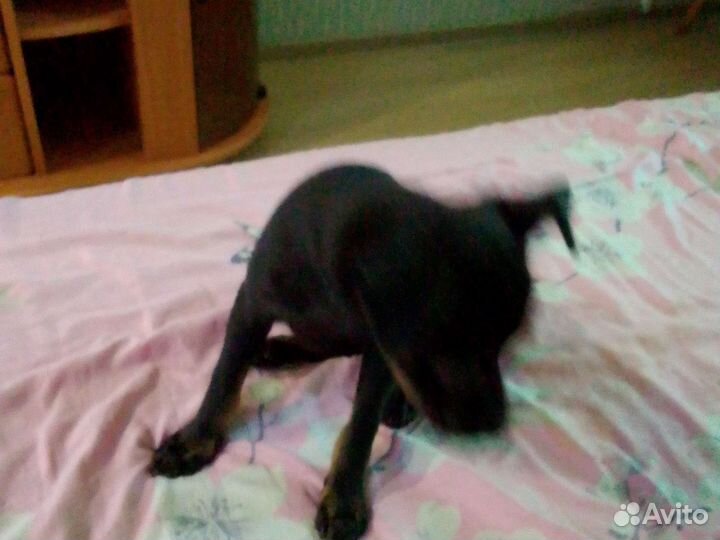 Той-терьер девочки