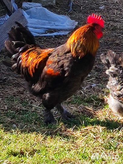 Петухи Маран