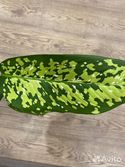 Диффенбахия читта