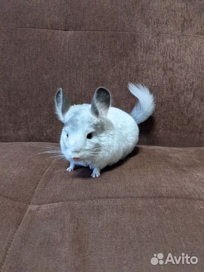 Шиншиллы белые