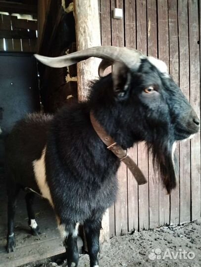 Козел.английской породы козы нубийские