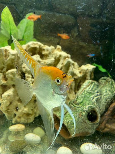 Рыбки Скалярия