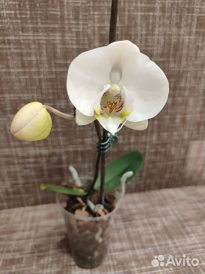 Орхидея фаленопсис