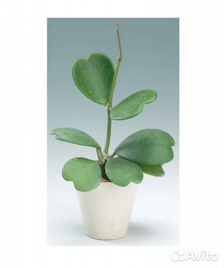 Хойя kerry. Валентинка