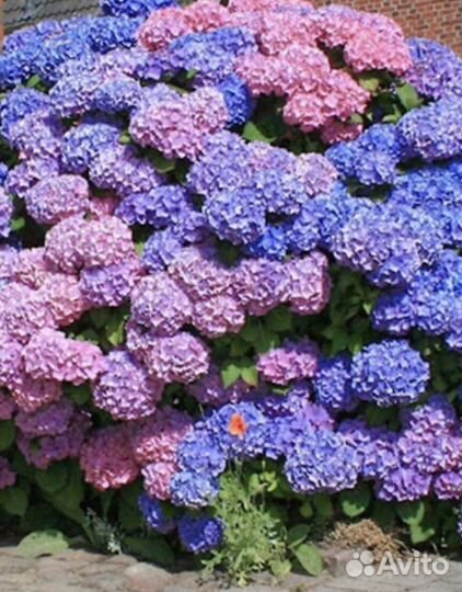 Продаю ростки гортензии