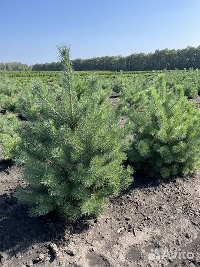 Сосна декоративная саженцы (1,2-1,5м)