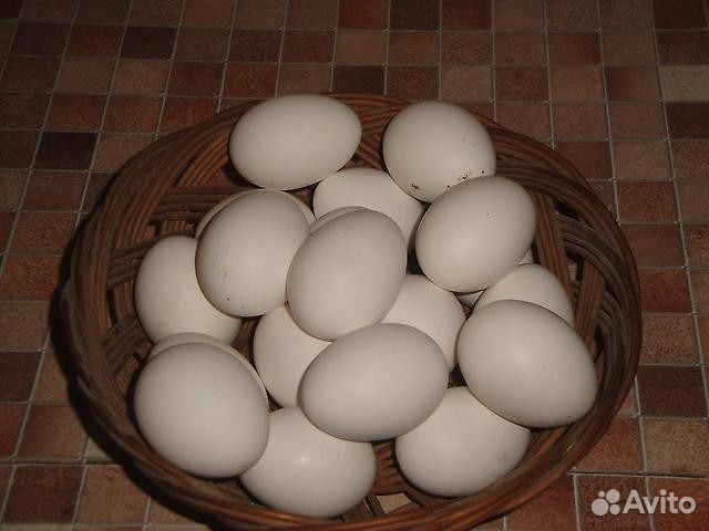 Купить яйца кур на авито. Яйцо домашнее. Домашние куриные яйца. Яйцо домашнее куриное. Яйцо куриное белое.