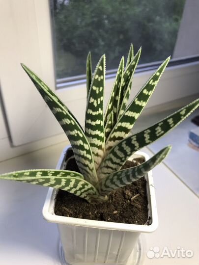 Алоэ пестрое