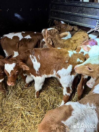 Ом Телята бычки и тёлочки