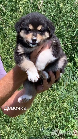 Щеночки бесплатно