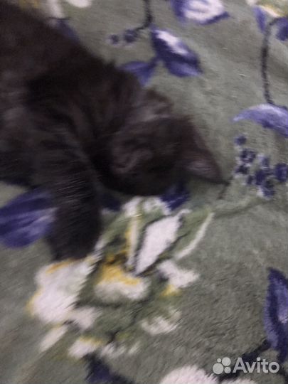 Котята мейн-кун черные