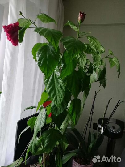 Гибискус китайская роза