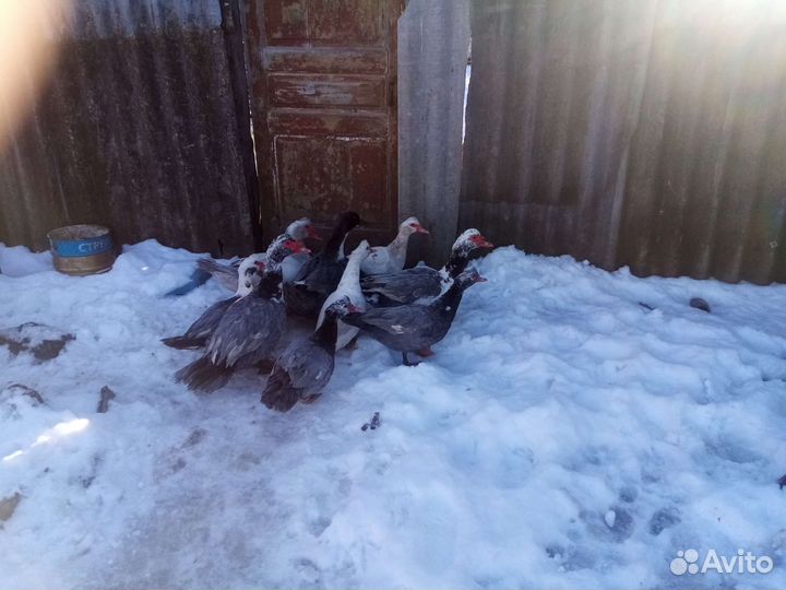 Индоутки, петухи