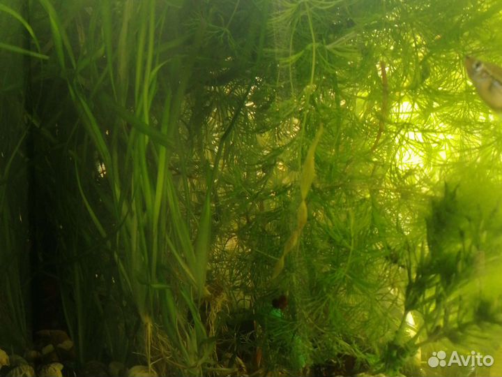 Растение в аквариумное