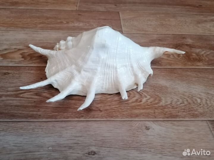 Ракушка морская большая