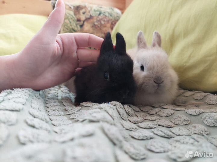 Декоративный кролик