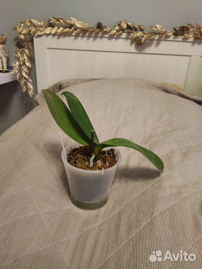 Орхидея фаленопсис Miki Witch 467