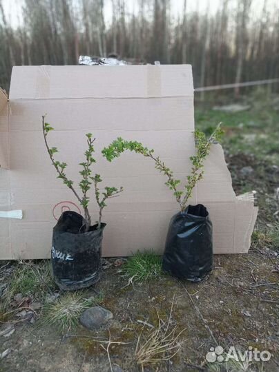 Крыжовник розовый 2