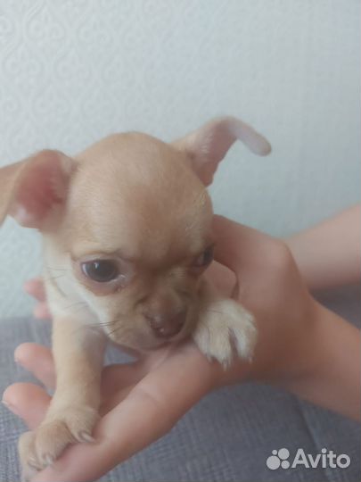 Щенки чихуахуа девочки