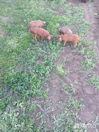 Чистопородный дюрок