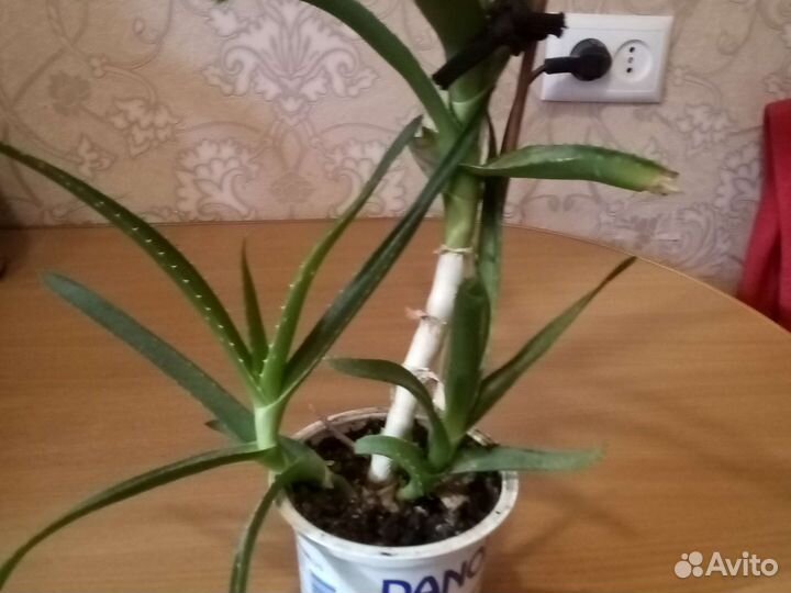 Алоэ древовидное