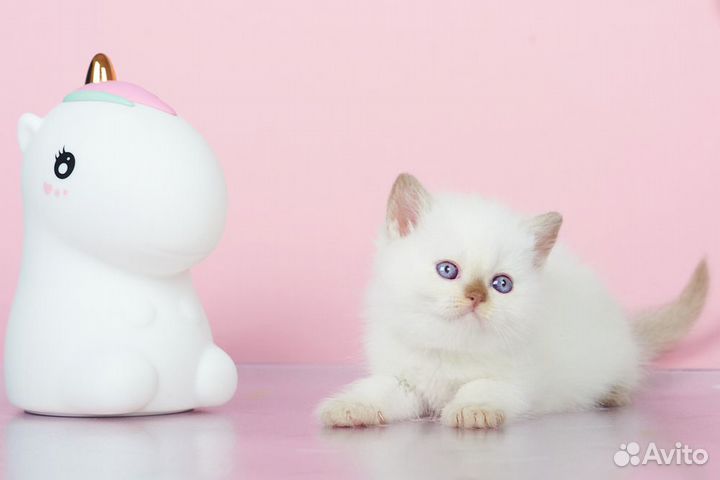 Британские Котята Циннамон Поинт Окраса