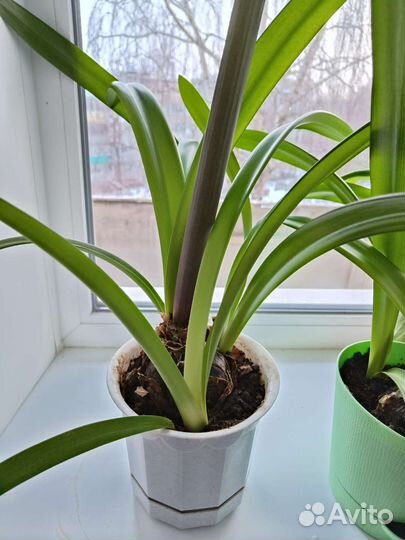 Гиппеаструм