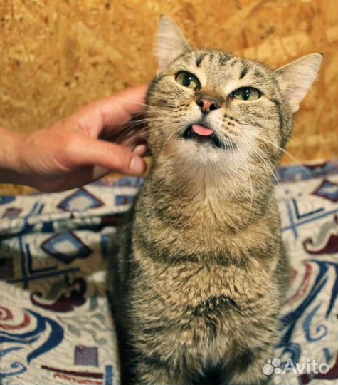 Ласкуша Милаша