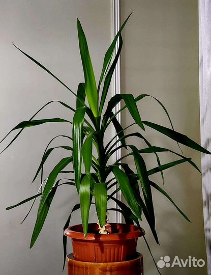 Пальма юкка-дерево счастья