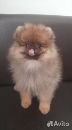 Померанский шпиц