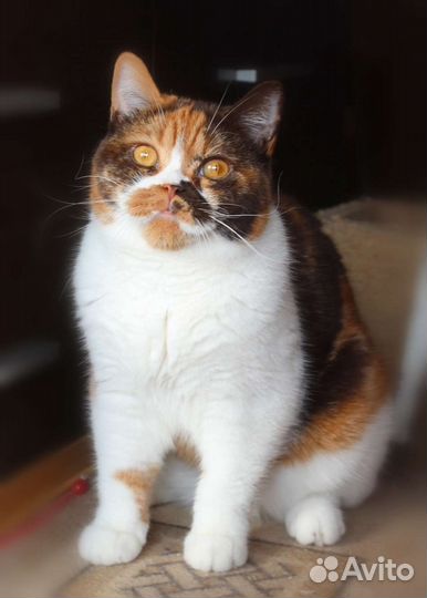 В Добрые ручки