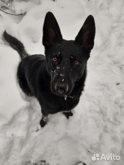 Дрессировка и обучение собак кинолог