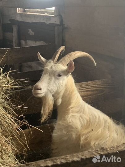 Молоко козье, яйца куриные домашние