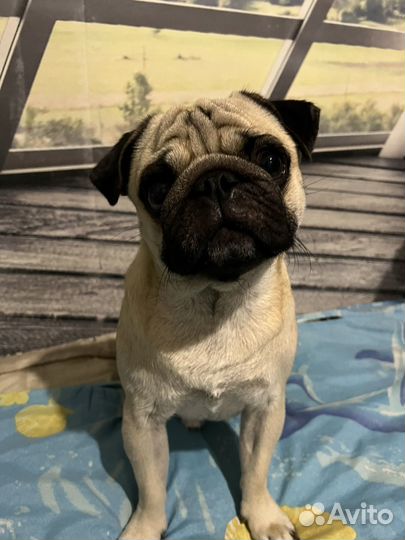 Мопс вязка мальчик