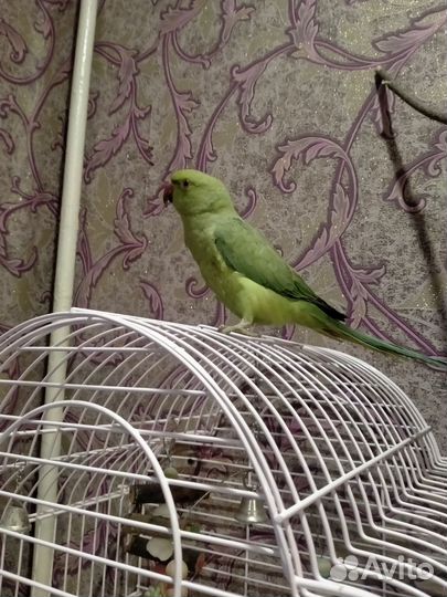 Ожереловый попугай