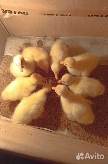 Гусиные яйца