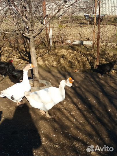 Гуси,утки,куры,кролики