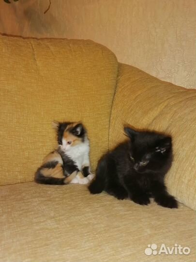 Очаровательные котята