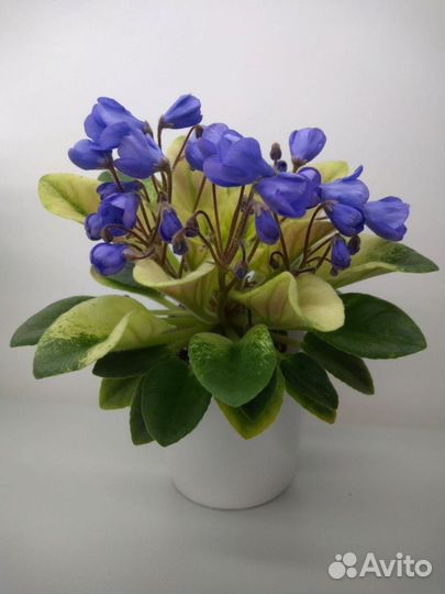 Фиалки мини и полумини