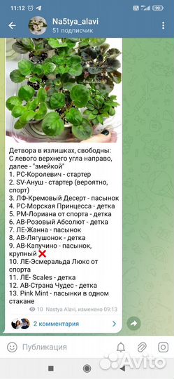 Сортовые фиалки