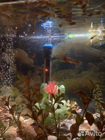 Гуппи ассорти аквариумные рыбки