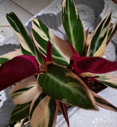 Строманта триколор