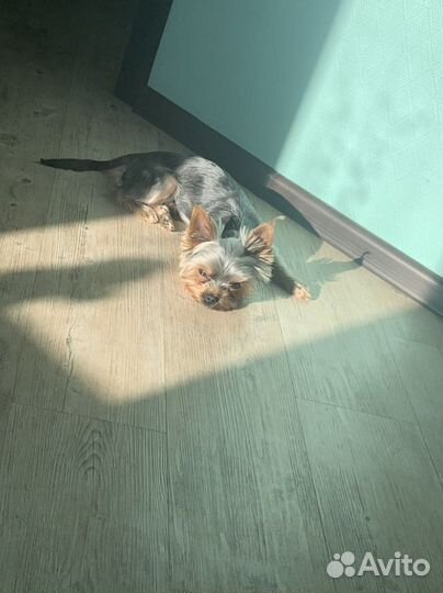 Мини йорк вязка