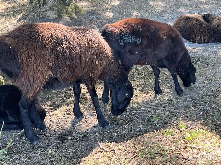 Овцы эдильбаевской породы