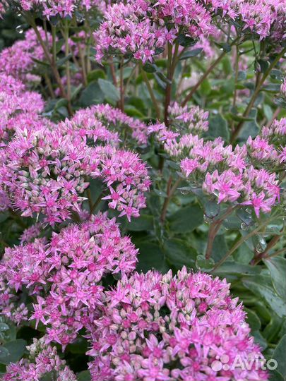 Очиток видный на срезку